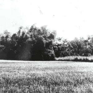 Di tích Vườn Nhà Nguyễn Hà Thành