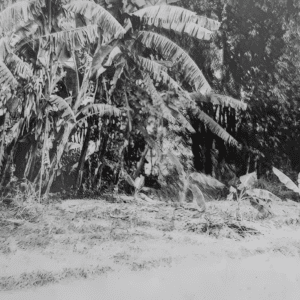 Di tích vườn nhà Nguyễn Văn Diễn